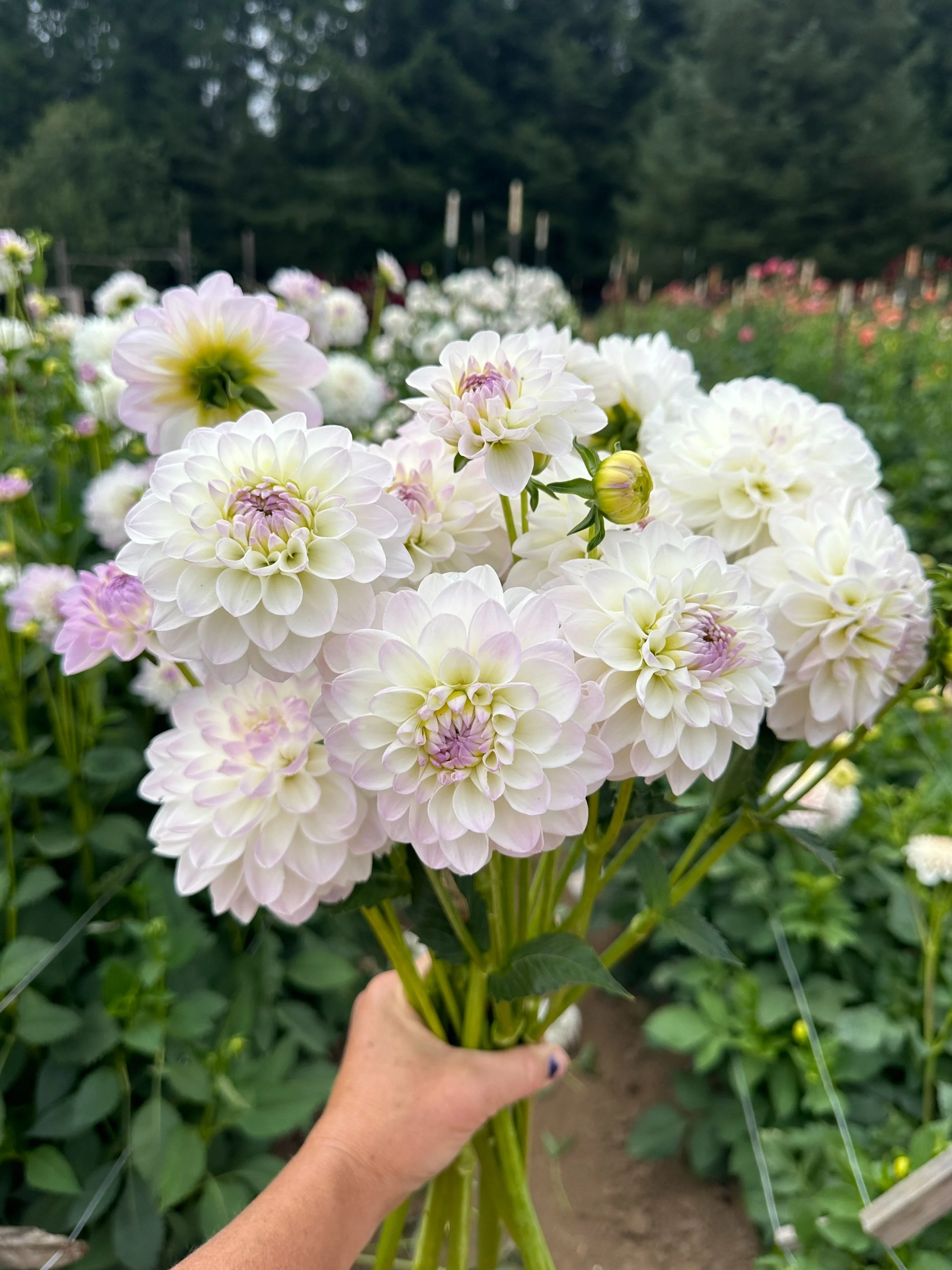 Dahlia Tuber - 